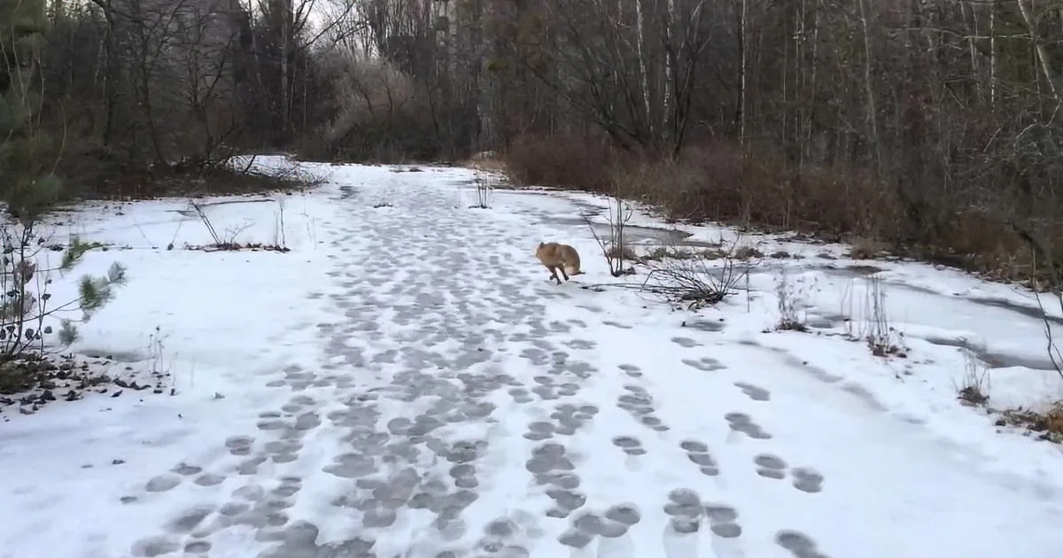 A fox walks across a snowy path with footprints, surrounded by bare trees and bushes.
