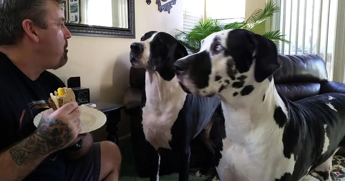 Great Dane Demanded a Bite of Dad''s Sandwich. but His Reaction When Dad Refused? LOL!