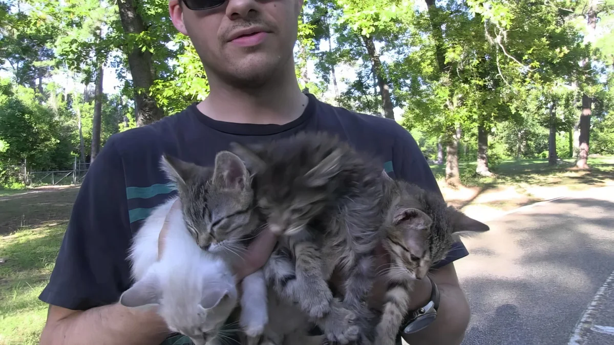 A man holds three cats, two tabby and one white, in a park setting with trees and a paved path.