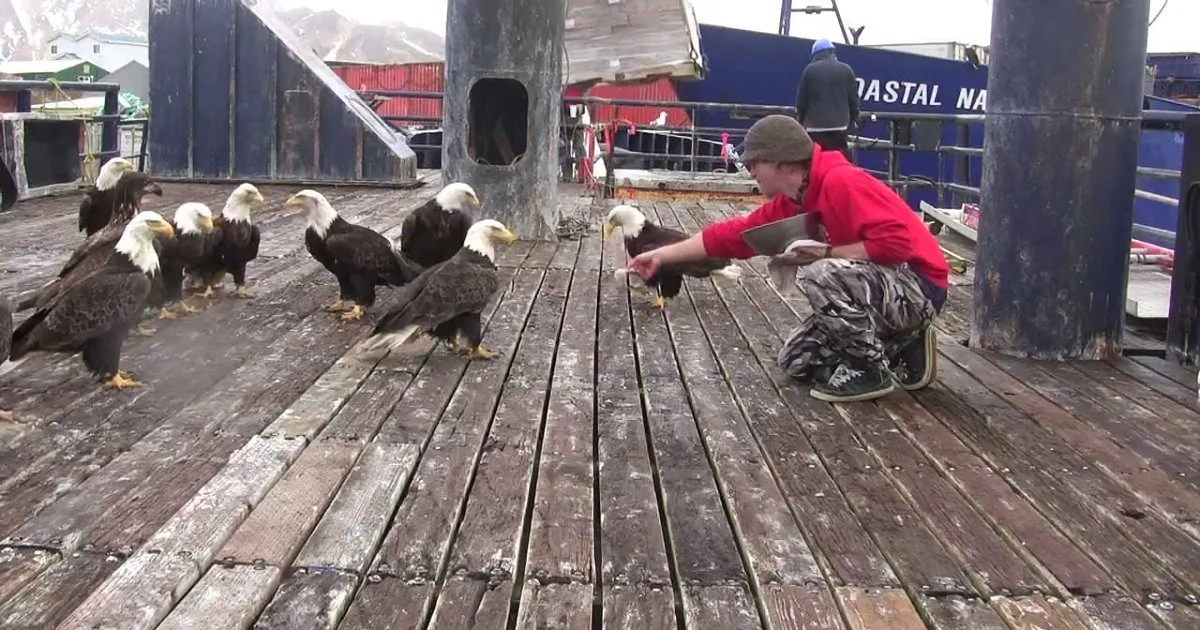 A person in a red jacket feeds a group of bald eagles on a wooden dock.