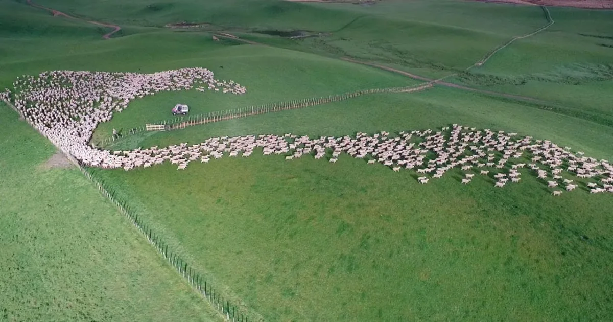 A flock of sheep in a green field, surrounded by a fence, with a vehicle nearby.