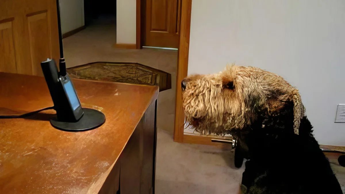 A dog with a fluffy head and black body sits near a wooden table with a phone on a stand.