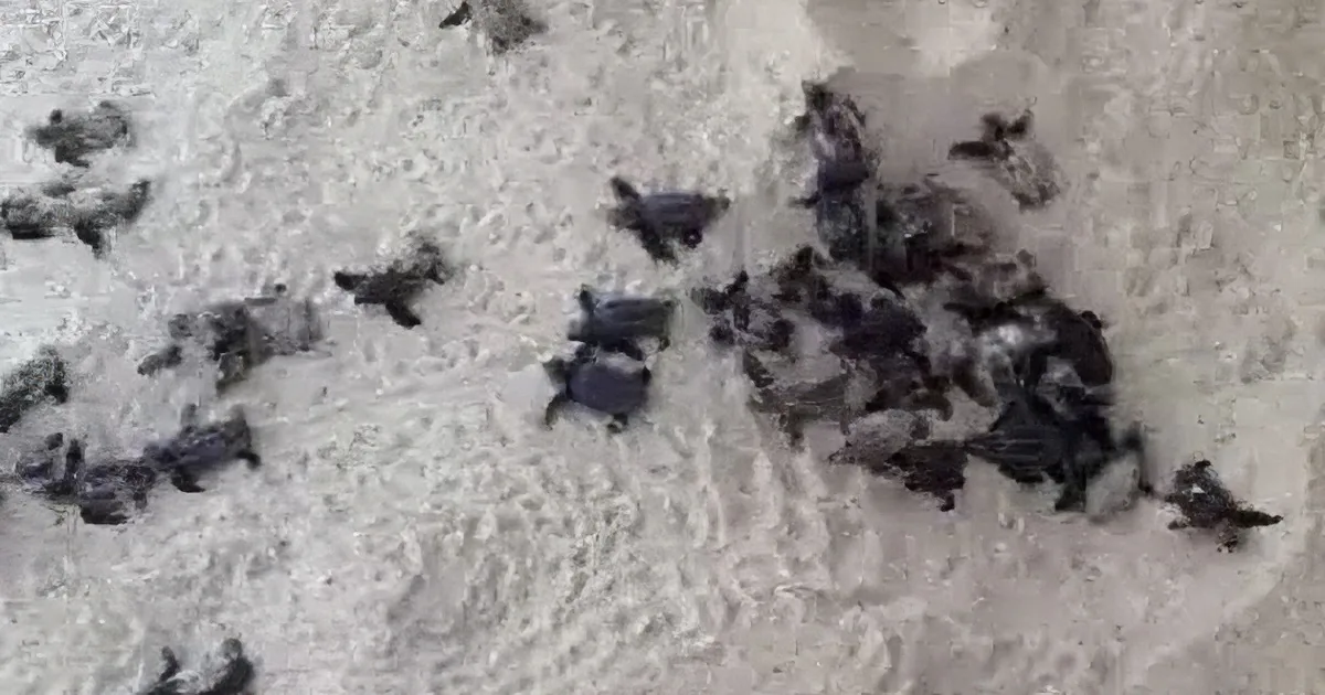 Numerous baby turtles are scattered across a sandy beach, some grouped together.