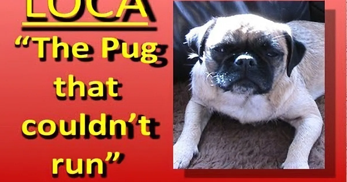 Poor Pug Can''t Keep up With Her Siblings When Running. but What She Does? Adorable!