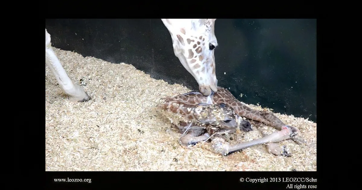 A mother giraffe nuzzles her newborn calf lying on a bed of wood shavings.