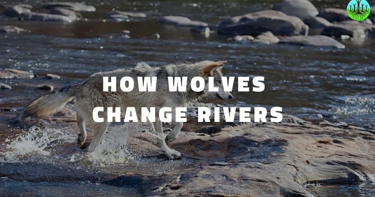 A Huge Population of Deer Was Destroying This Area. but What Those Wolves Did Next? Whoa!
