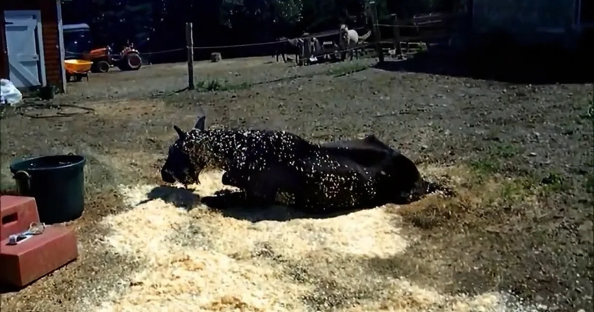 A black pig with white spots is lying on a patch of straw in a farmyard.
