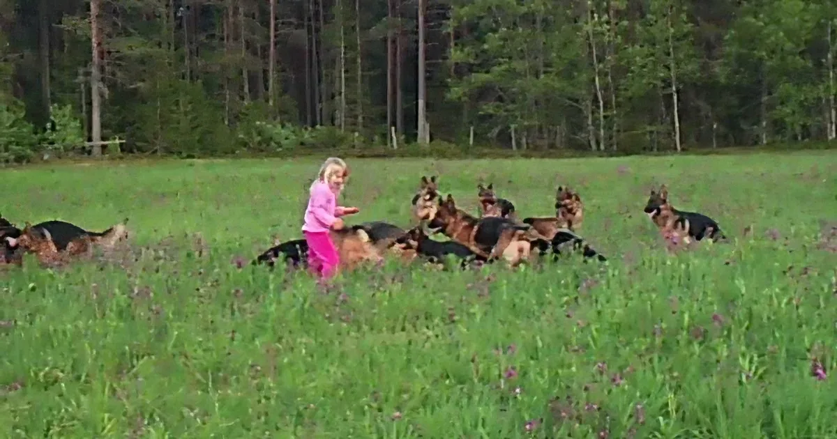 A young girl in pink runs through a field of German Shepherds amidst purple flowers.