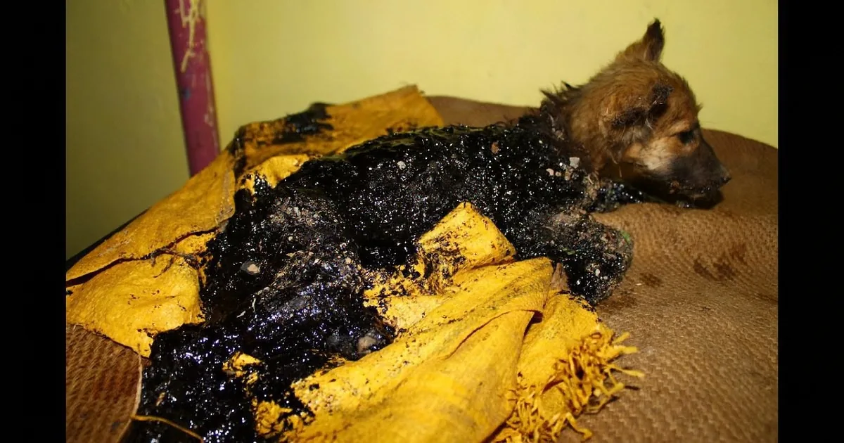 When This 3 Month Old Puppy Was Found Drenched in Tar, I Hadn''t Expected the Rescuers to Do This!