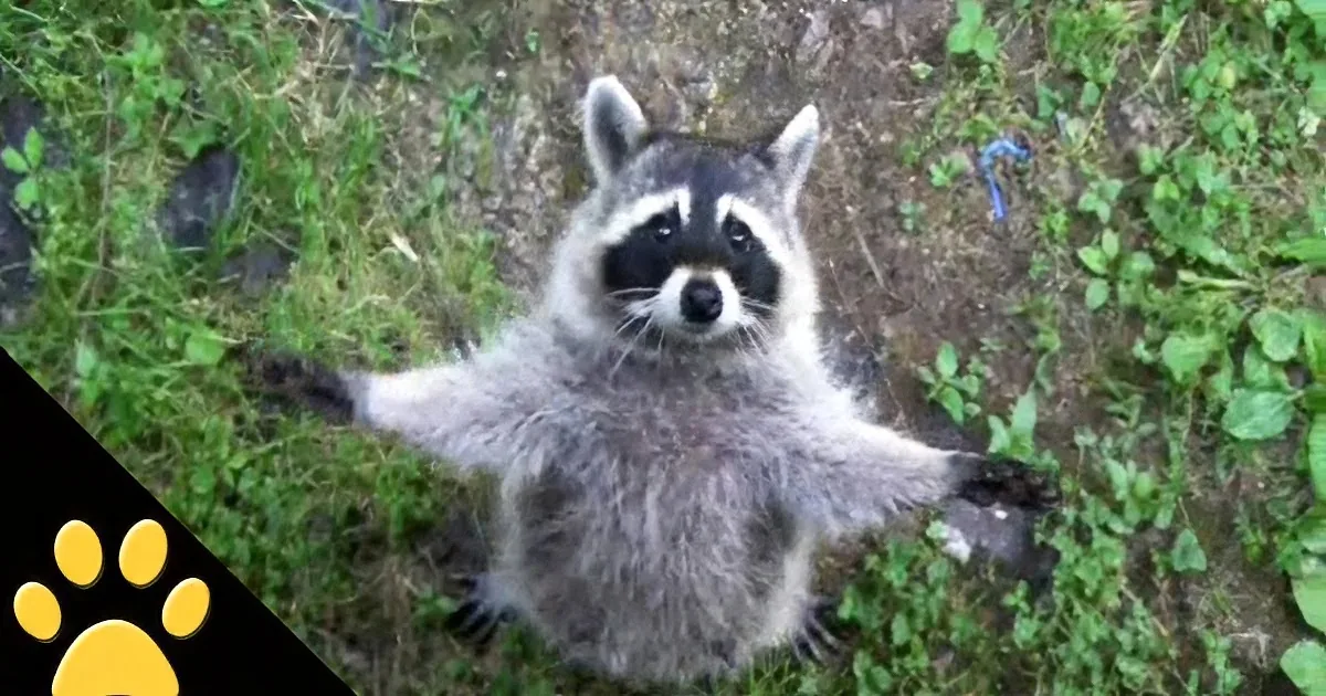 This Raccoon Was Being a Pest. so This Dog Did Something Totally Hilarious!