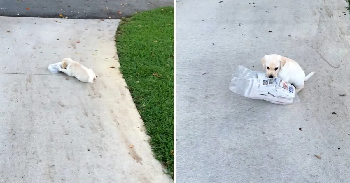 Adorable Puppy Wants to Carry the Newspaper Home. but What Happens Instead Will Steal Your Heart