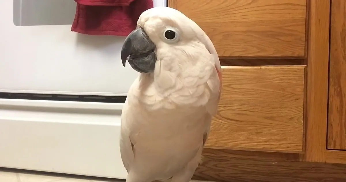 A white cockatoo with a black beak and red cheek sits indoors near a wooden cabinet and white wall.