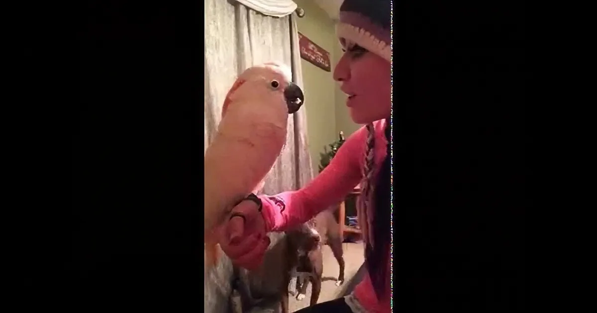 Cockatoo Starts Talking With His Mom. but When His Mom Tries to Reply? I''m in Stitches!