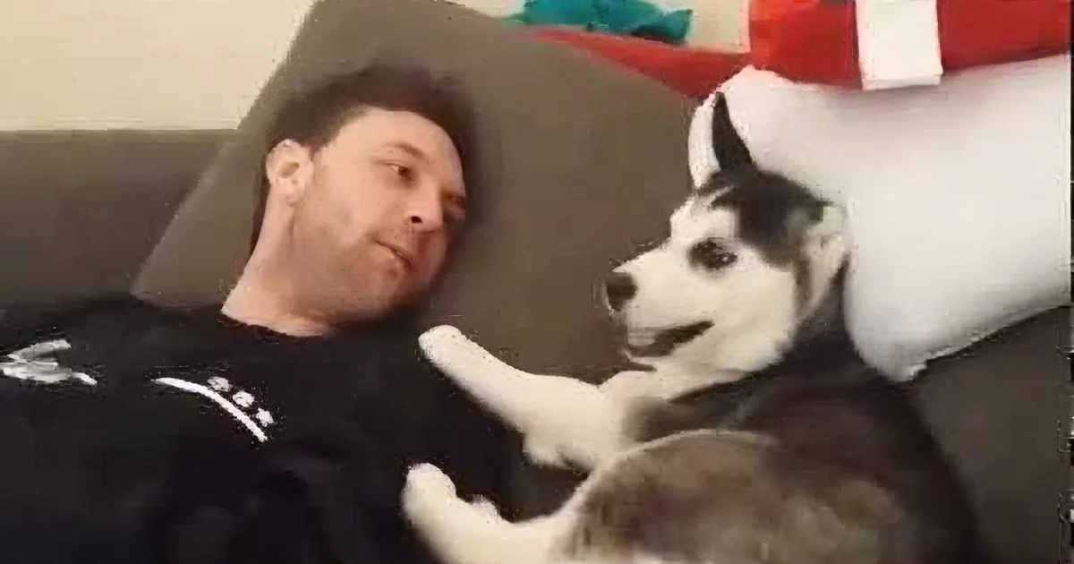 A man lies on a couch, interacting with a husky dog, both appearing relaxed and comfortable.