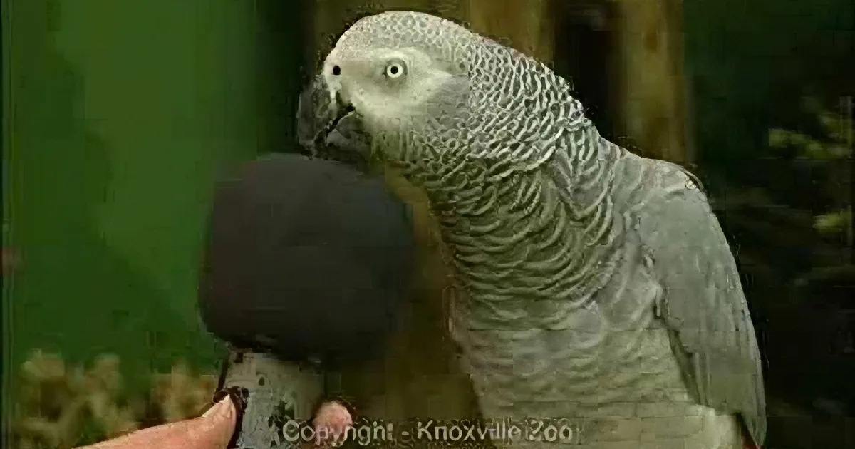 A grey parrot holds a microphone in its beak, perched on someone's hand.