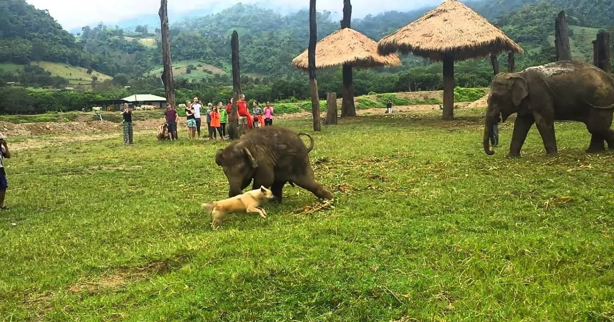 A playful elephant calf chases a dog in a grassy field with tourists and thatched huts in the background.