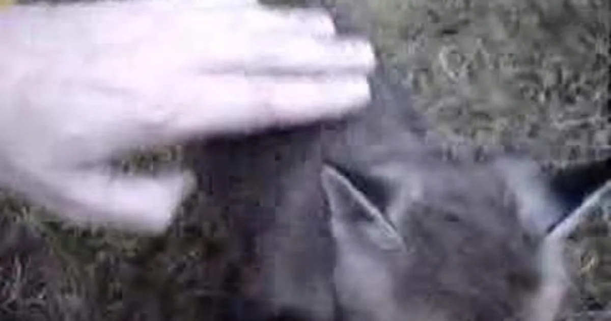 A person wearing a white hat and dark clothing is partially obscured by a tree.