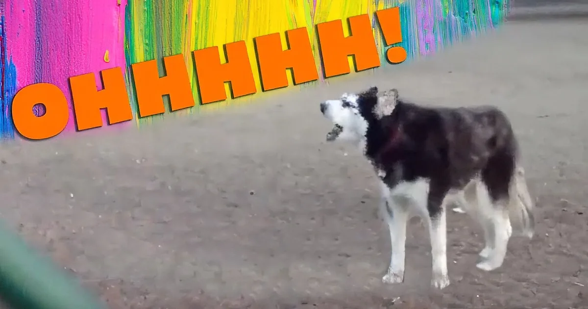 Mom Told Him Its Time to Leave the Park. but That''s Not What This Stubborn Dog Wanted to Hear