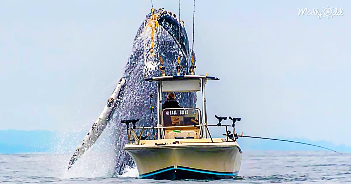 Incredible Footage Captures Huge Humpback Narrowly Missing Fishing Boat