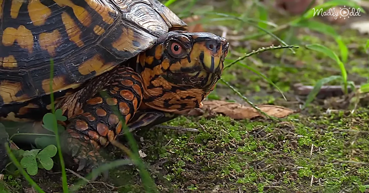 A box turtle with vibrant orange and black patterns rests on a grassy ground, surrounded by greenery.