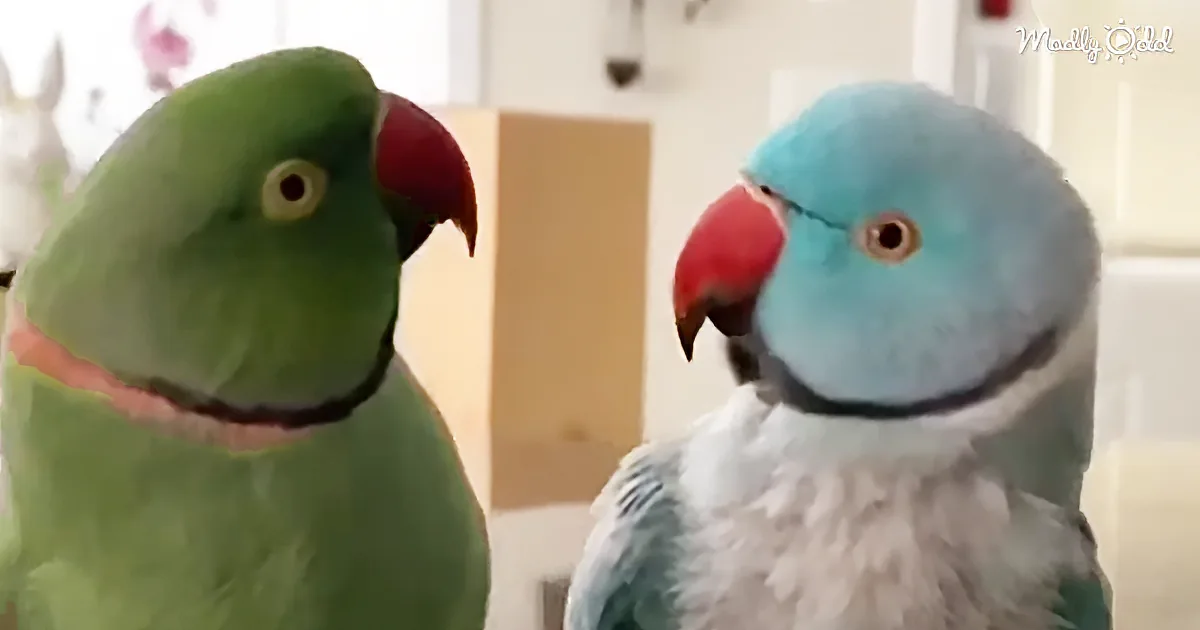 Two parrots, one green and one blue, facing each other with curious expressions.