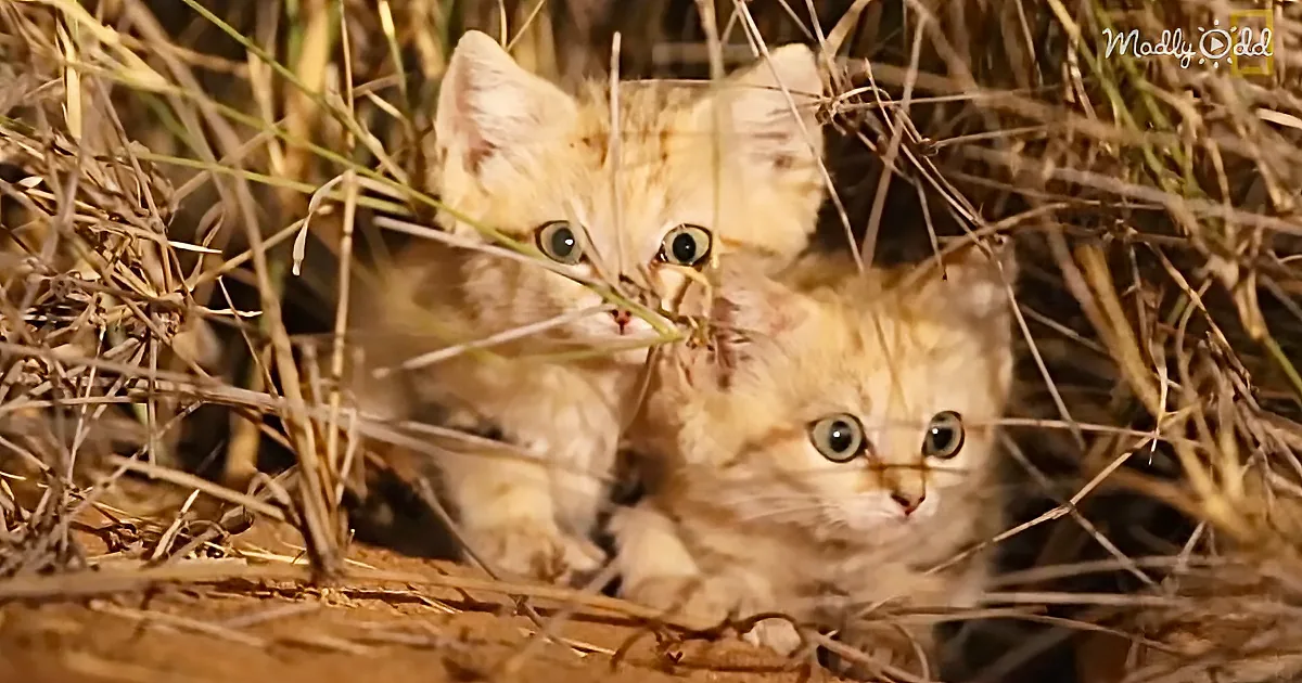 Two kittens with light fur and big eyes peek through dry grass, looking alert.