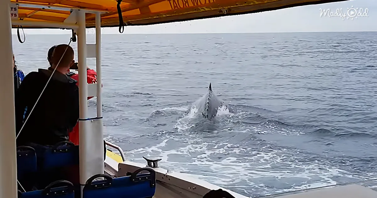 A whale breaches the ocean, creating a splash, as seen from a boat with passengers observing.