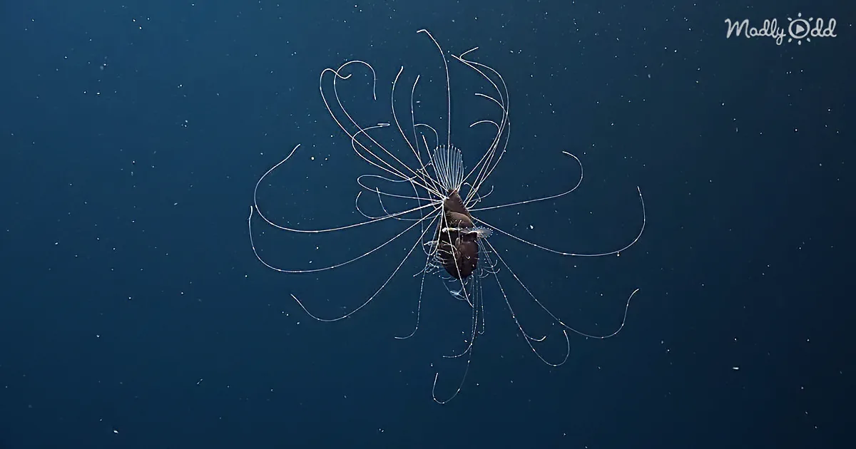 A deep-sea creature with long, thin appendages extends from its body against a dark blue background.