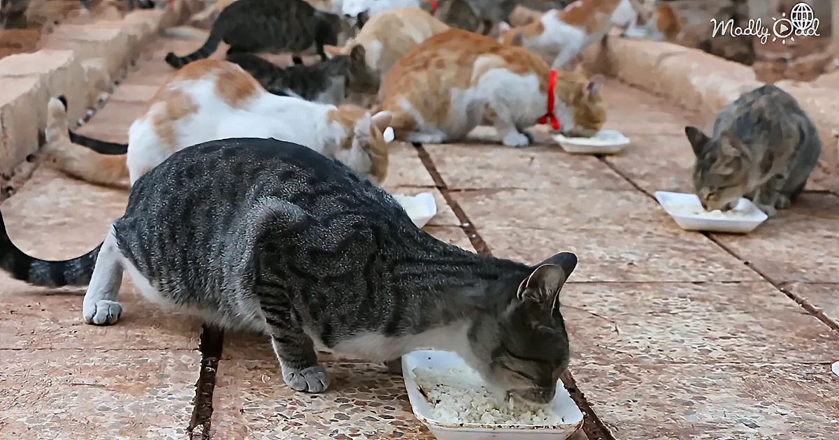A gray and white cat eats from a white dish amidst a group of cats on a tiled floor.