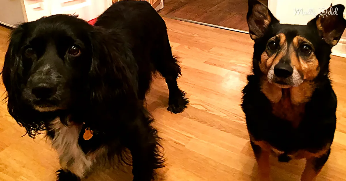 Two dogs, one black with a tag, the other brown and black, stand on a wooden floor, looking up.