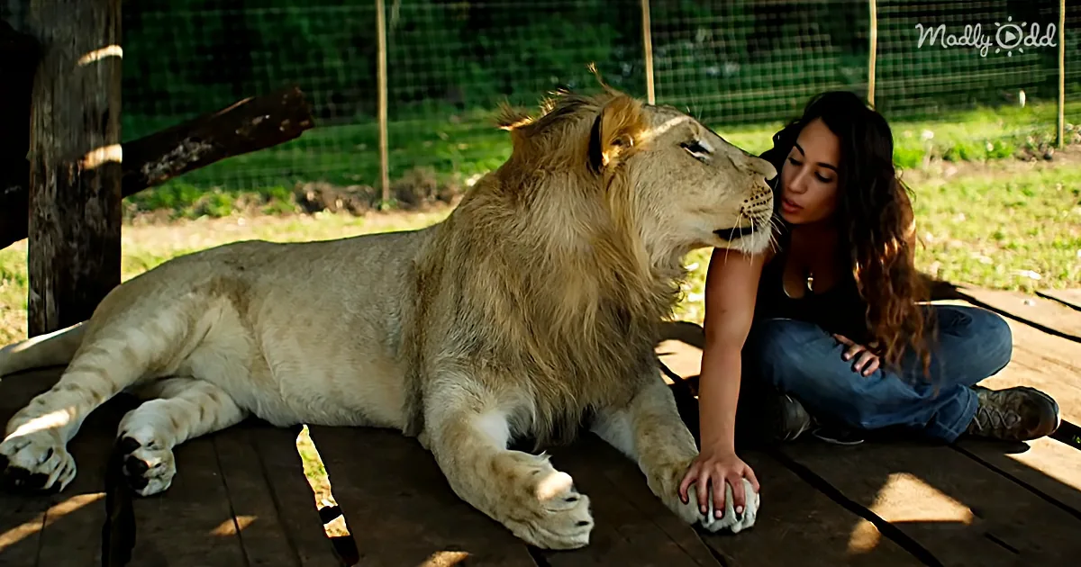 A lion rests on a wooden platform, interacting with a person sitting nearby.