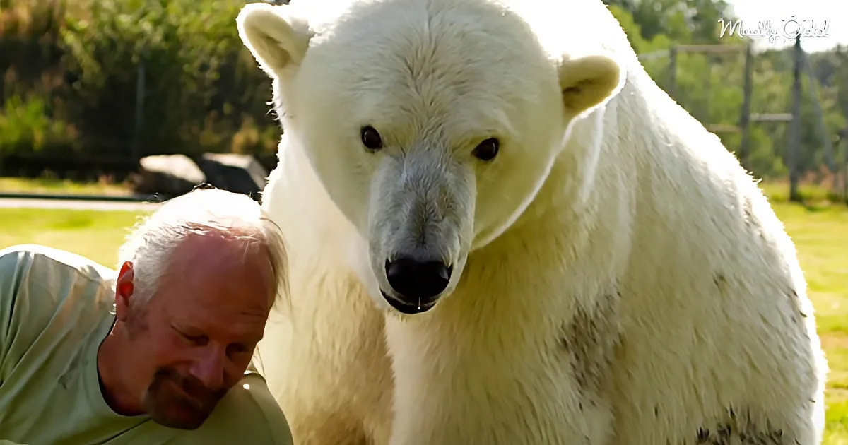 A polar bear stands close to a man in a green shirt, both in an outdoor setting with greenery and a fence.