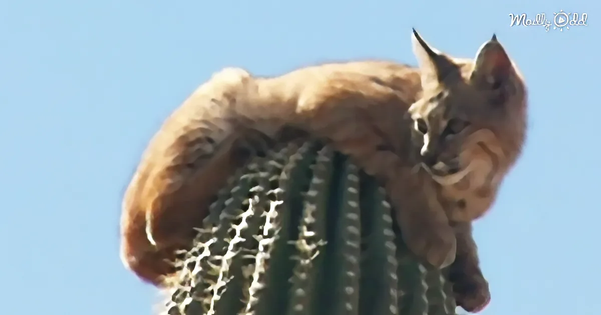 Watch a Wild Bobcat Take a Nap Atop a 40-Foot Cactus