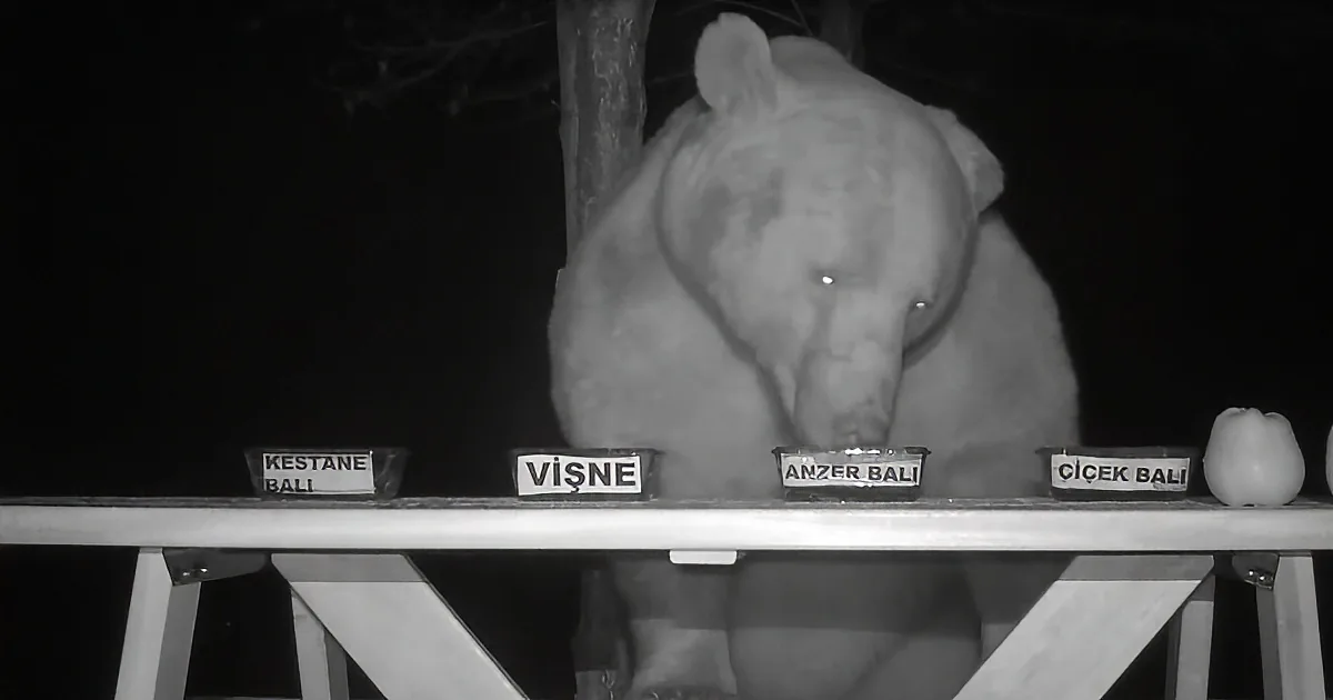 Bears Keep Stealing Turkish Man's Honey, so He Turns Them Into Taste Testers