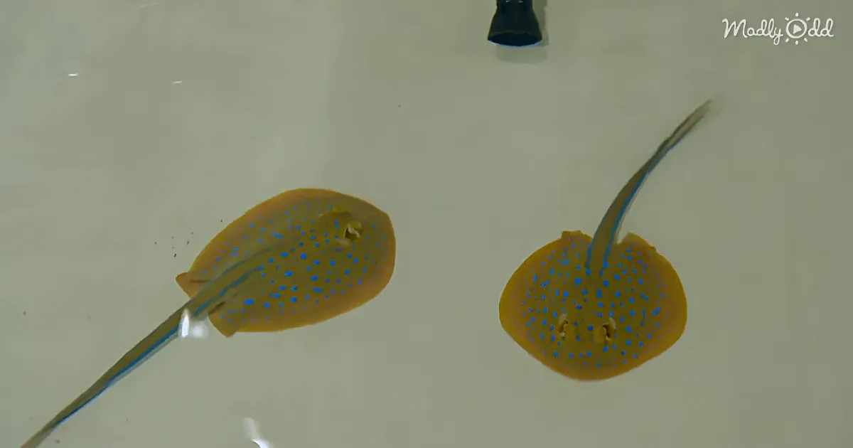 Two stingrays with blue spots swim in water, one slightly ahead of the other.