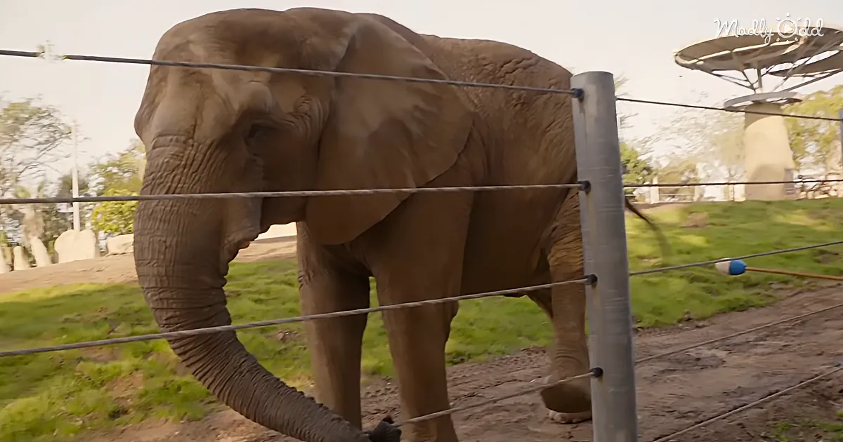 An elephant stands behind a wire fence in a grassy enclosure, its trunk extended.