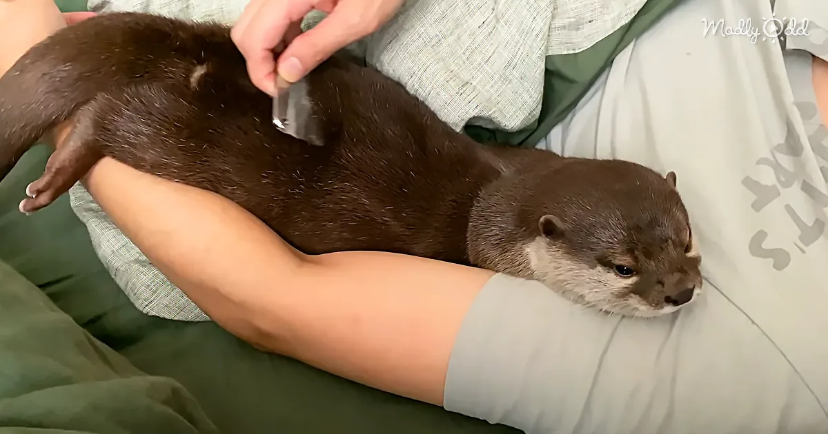 A person holds a relaxed otter on their lap, gently petting its back.