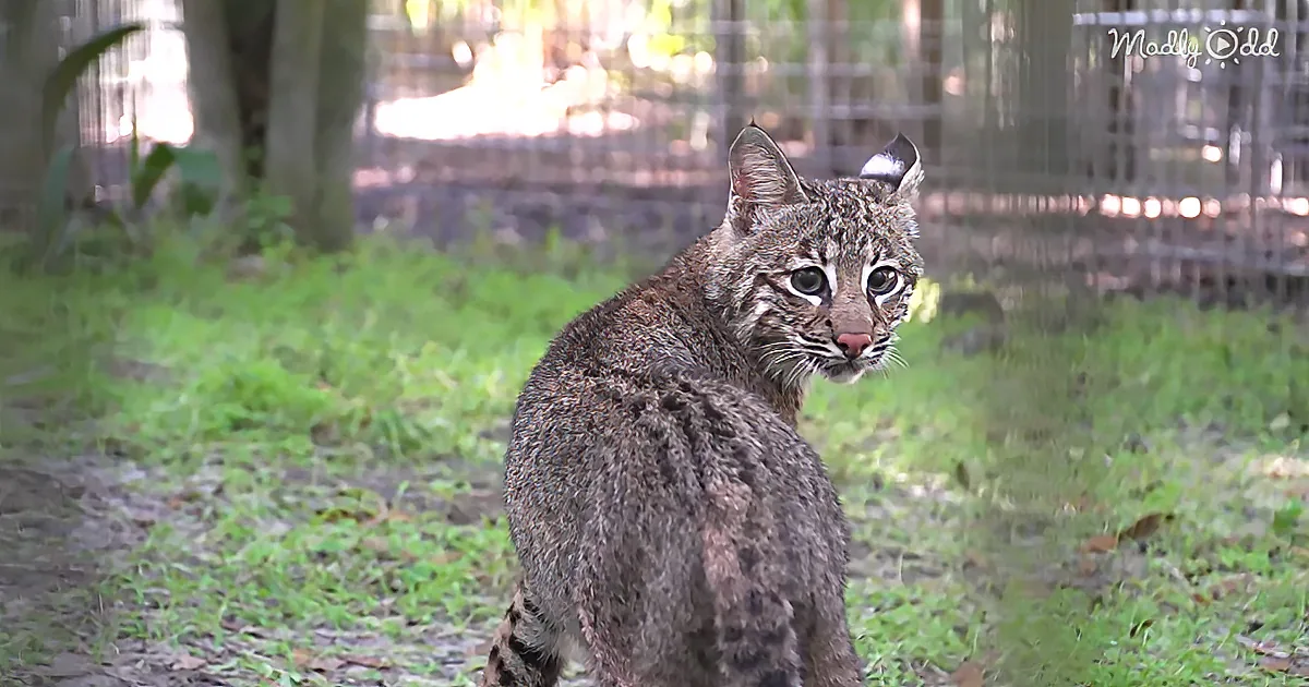 A bobcat sits alertly on grass, its fur blending with the surroundings, in a natural outdoor setting.