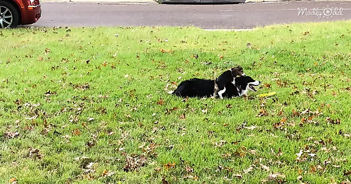 Two black and white dogs rest together on a grassy lawn scattered with fallen leaves.