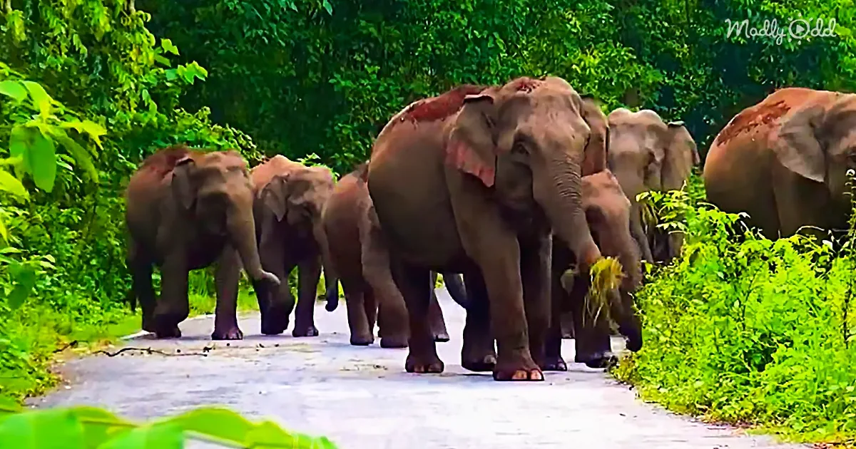 A herd of elephants, including a baby, walks along a paved path surrounded by lush greenery.