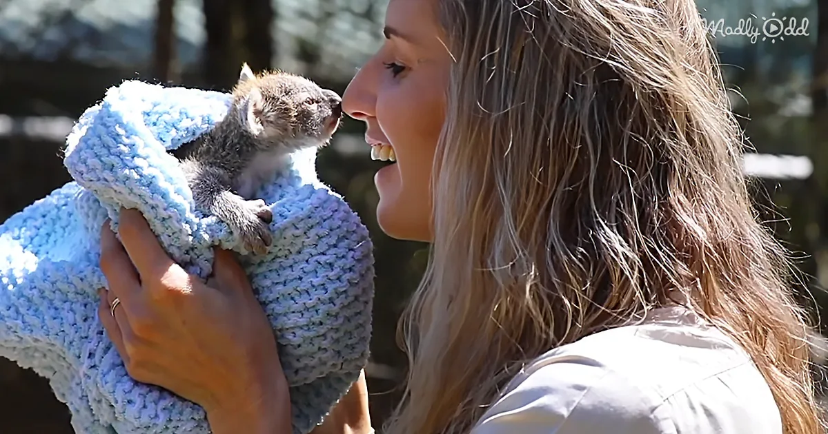 A woman holds a baby koala wrapped in a blue blanket, smiling.