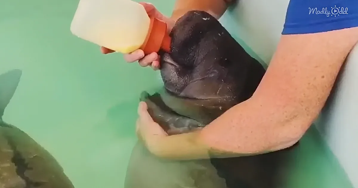 A person feeds a baby sea turtle with a bottle in a green pool.