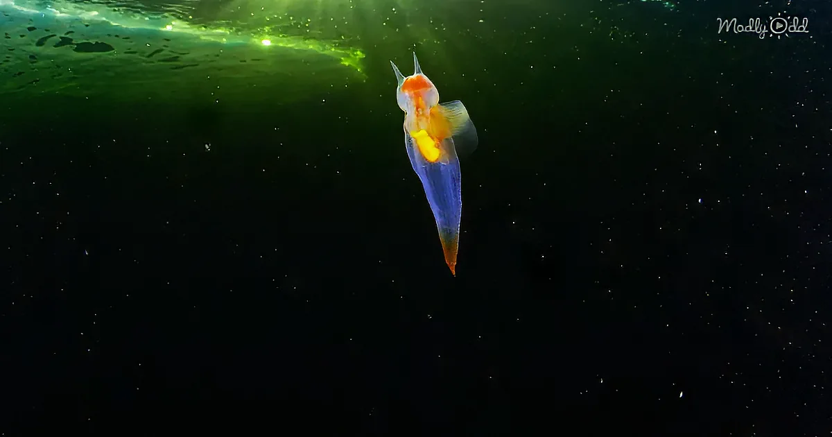 Rainbow Slug Sailing Beneath Russia's Frozen White Sea