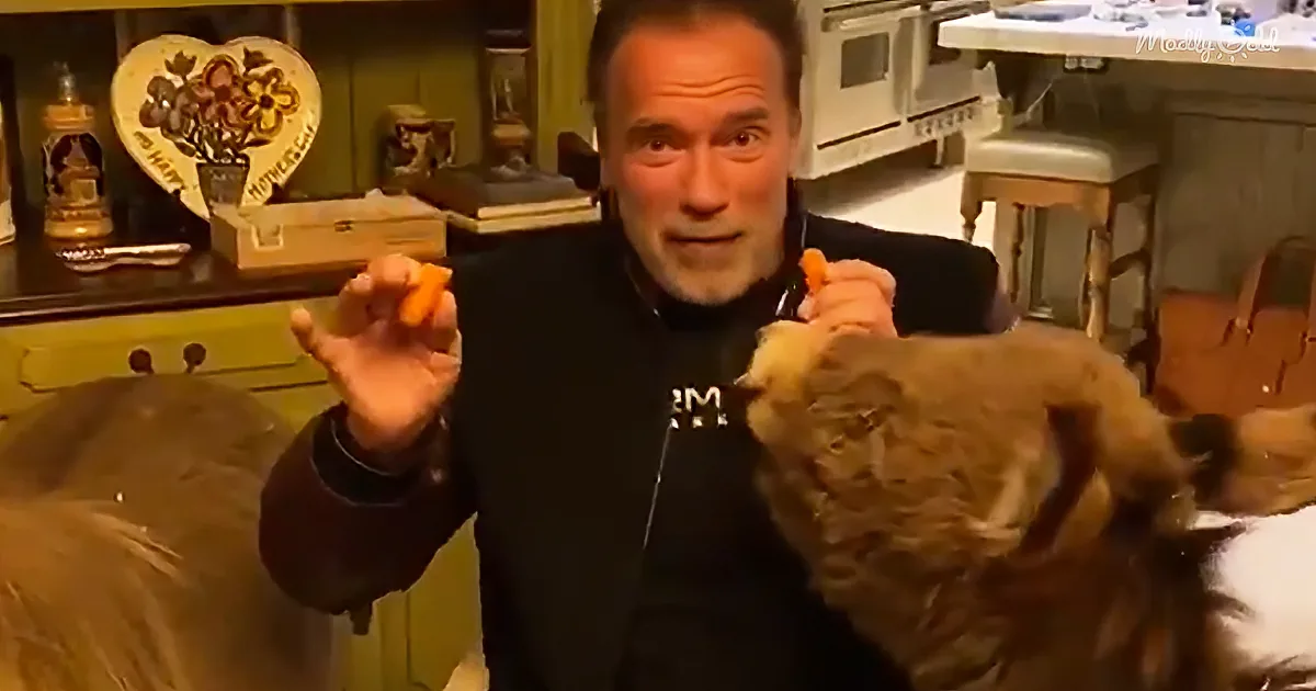 Arnold Schwarzenegger feeds a dog with carrot sticks in a cozy kitchen setting.