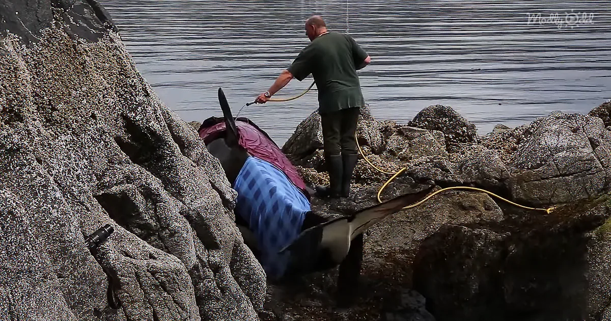 A man stands on rocks, spraying a whale with a hose, which is partially covered in blankets.