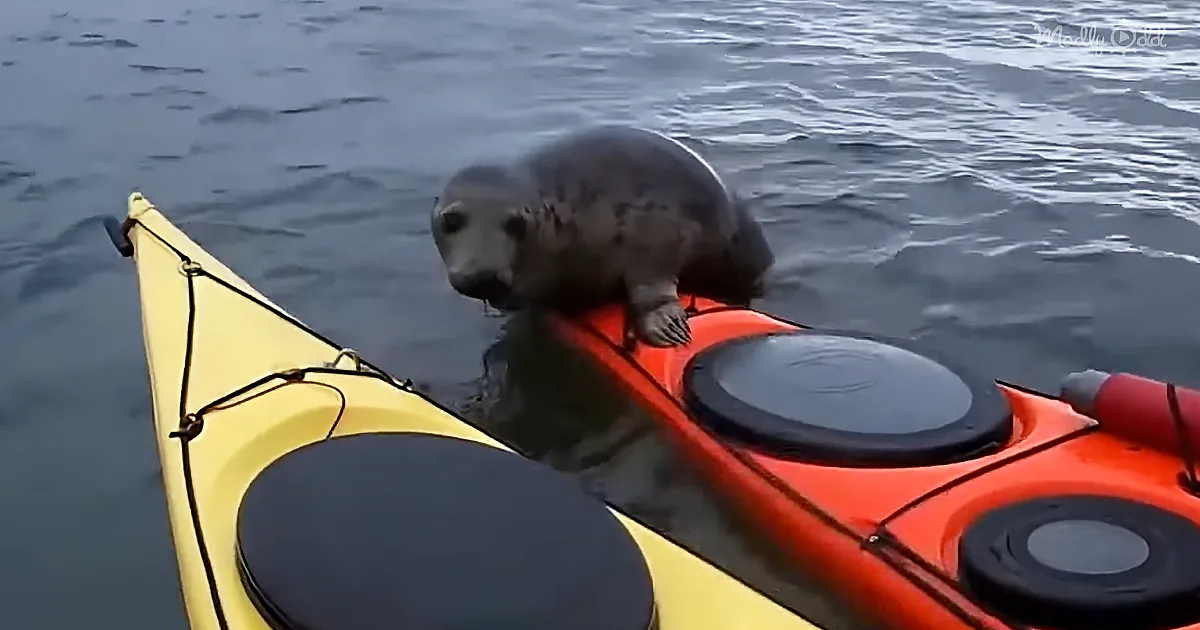 A seal is perched on the edge of a yellow kayak in the water.