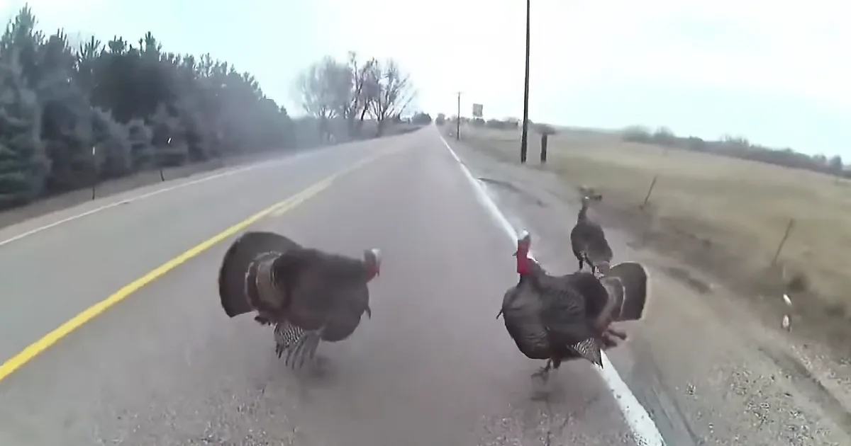 Bodycam Captures Hilarious Footage of Sheriff's Run-in With Angry Wild Animal