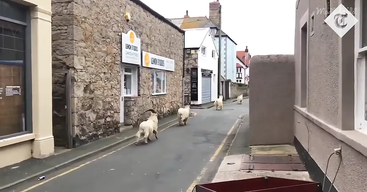 Sheep walk down a narrow street lined with stone and modern buildings.