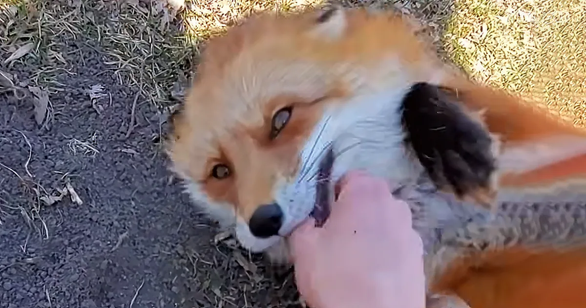 A close-up of a fox being petted by a hand, with grass and dirt in the background.