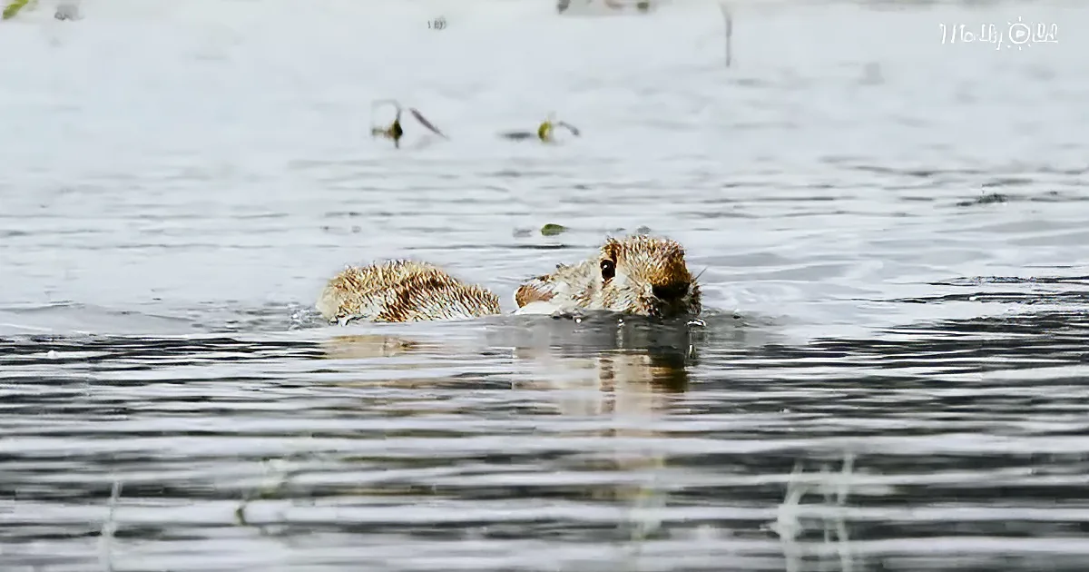 Adorable Swamp Rabbit Caught on Camera Swimming for the First Time